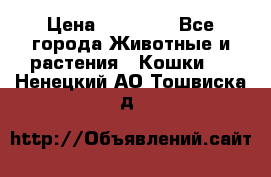 Zolton › Цена ­ 30 000 - Все города Животные и растения » Кошки   . Ненецкий АО,Тошвиска д.